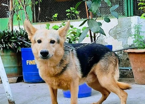 German Shepherd Dog