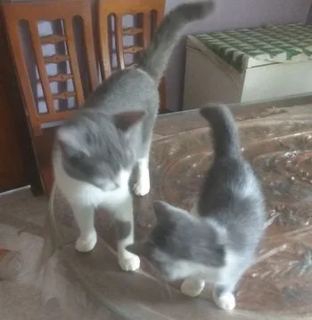 British Short Hair Kitten