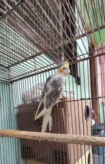 দুই পিস কোকাটেল মেল