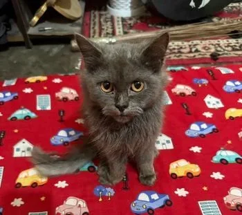 Persian Male Cat kitten