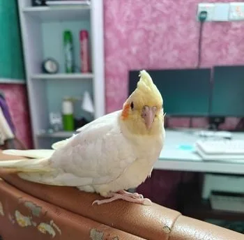 Lutino cockatiel