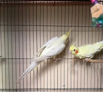 Lutino adult cockatiel