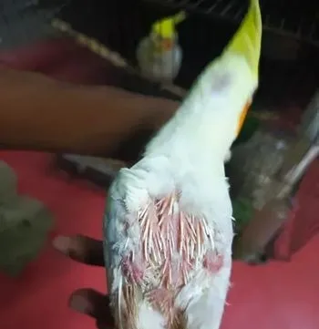 Adult cocatel lutino Red Eye