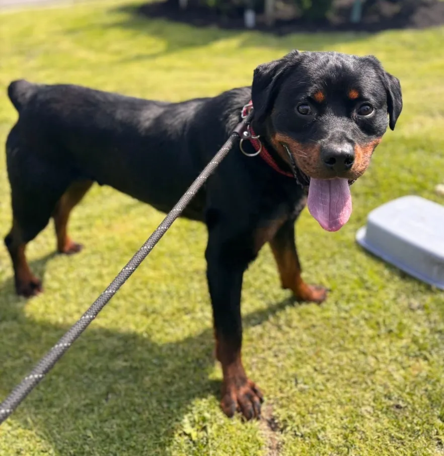 Rottweiler Dog For Adoption
