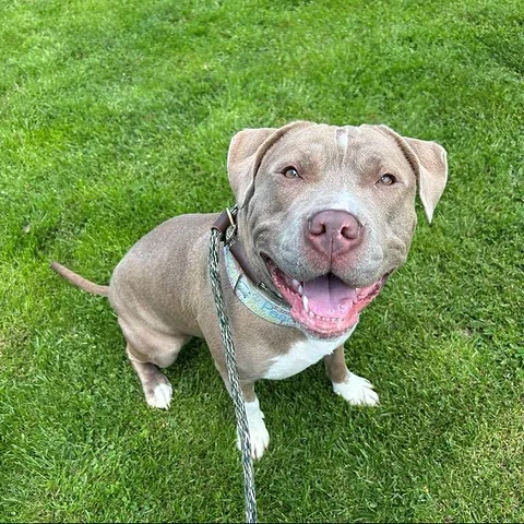 If you’re ready for a fun and loving companion, come meet Bella today!
