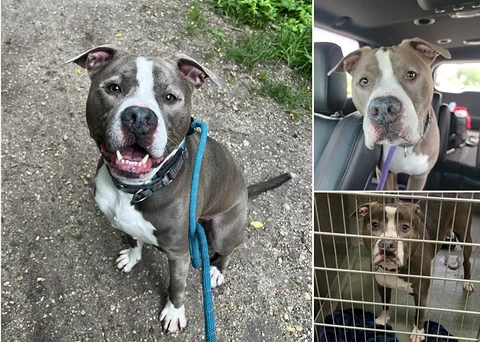 Big Mac is a charming 4 yr old terrier mix with a big heart!