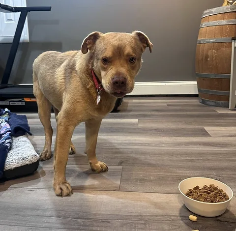 All he needed is a chance, some love and to learn how to trust. Now he needs a family