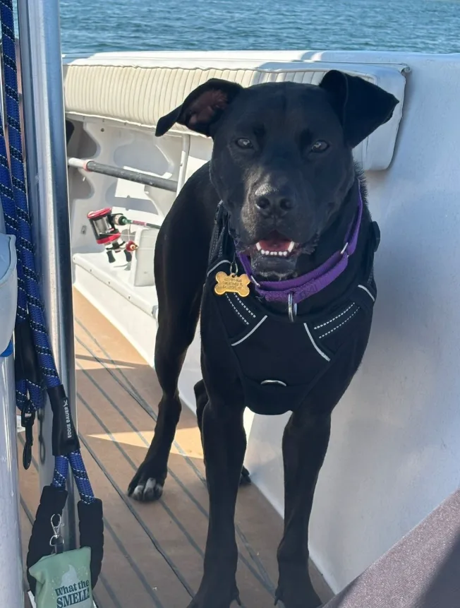 This adorable pup needs a new family
