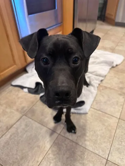 Wally is a great Dog