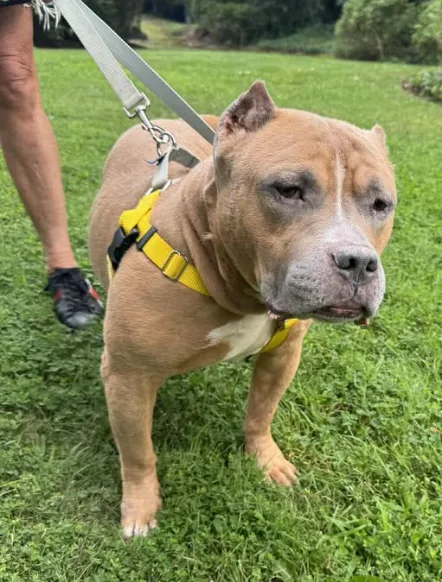 ACC euth list is safe and up for adoption