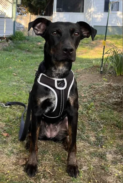 BONNIE  NEEDS A HOME