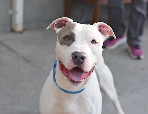 We would LOVE to have a FOSTER for FIAT