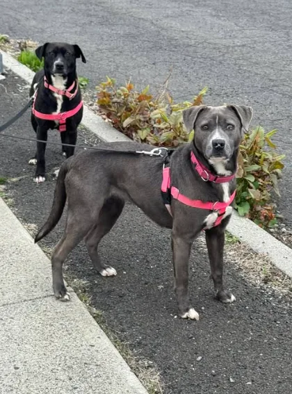 We would love to find a FOSTER for Karma and Juju