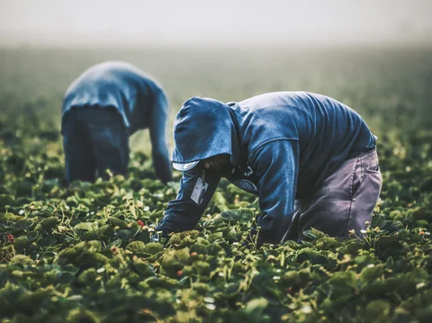 Farm Worker - Gardener Needed