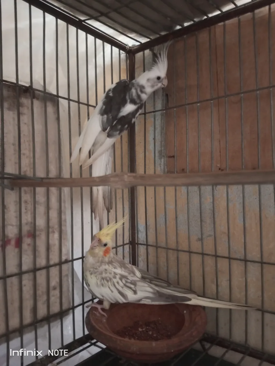 Cockatiel Birds for sell