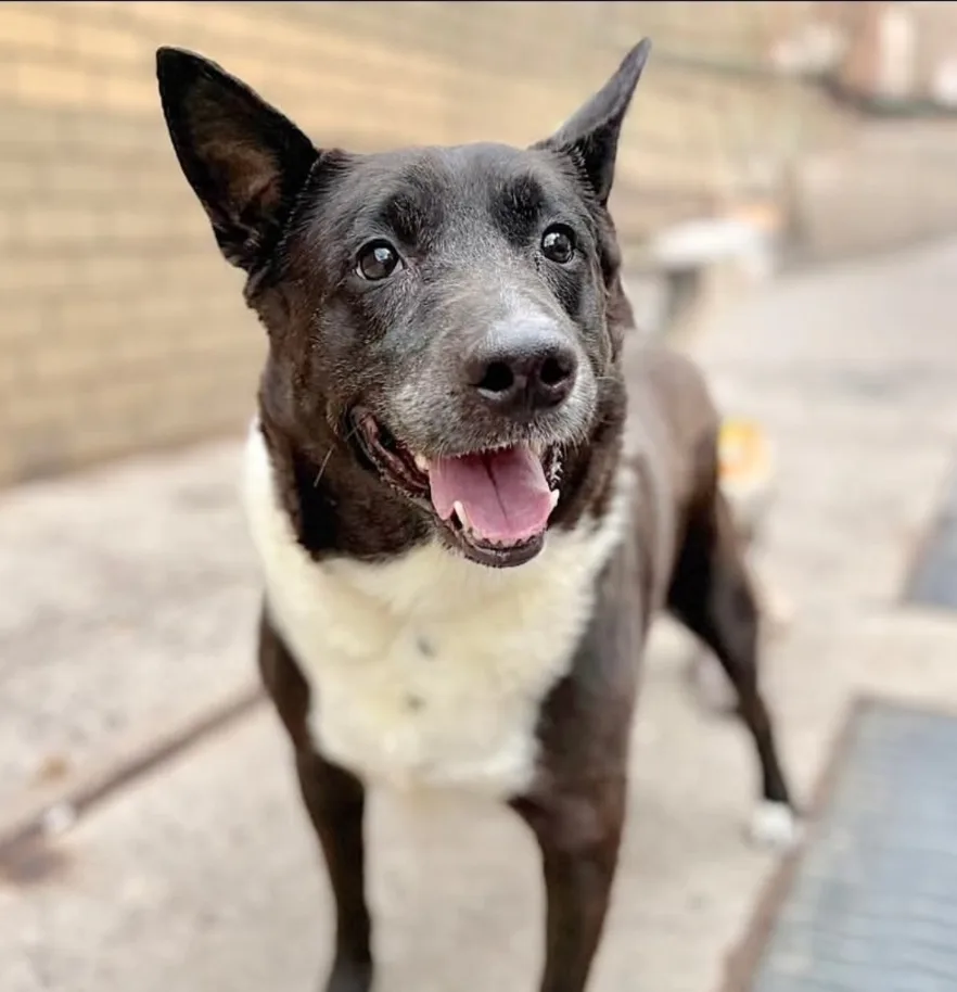 Australian Kelpie  for Adoption