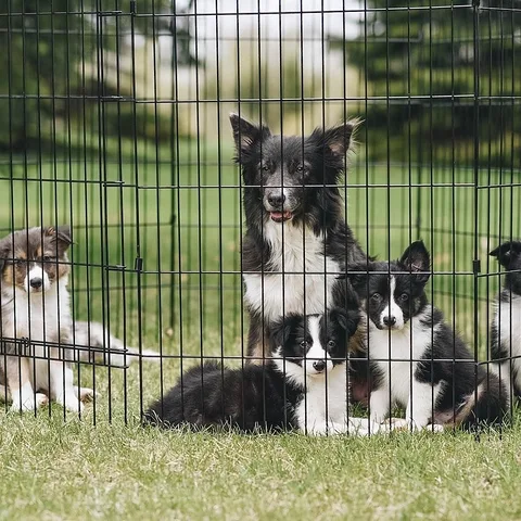 Cute Border Collie puppies