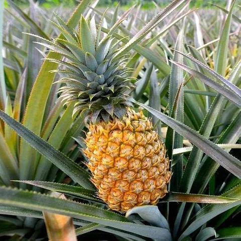 আনারস