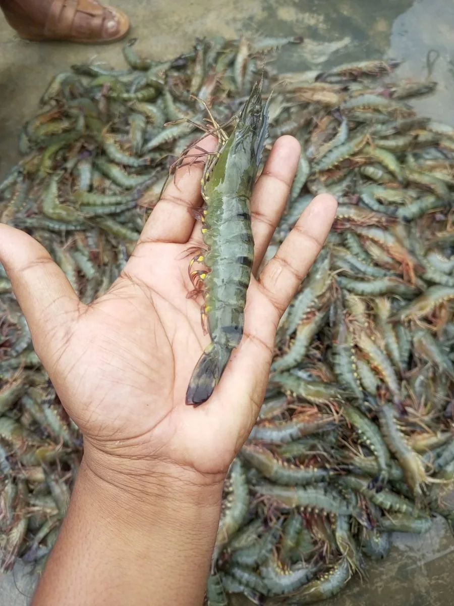 বাগদা চিংড়ি