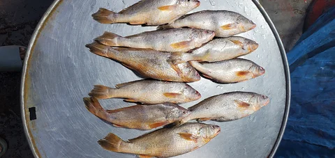 লাল পোয়া মাছ