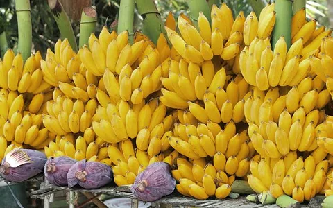 পাবনা শবরি কলা