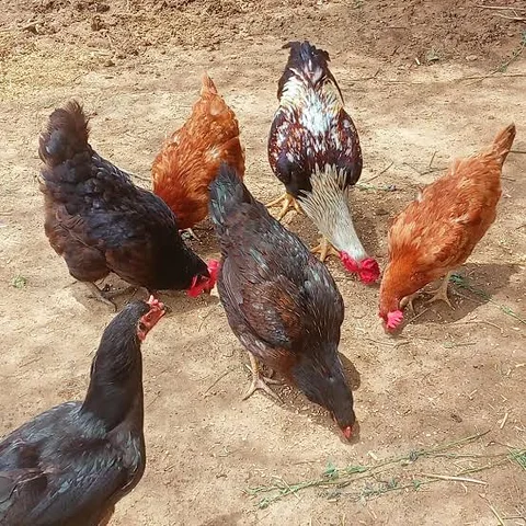অরজিনাল দেশি মুরগির মাংস