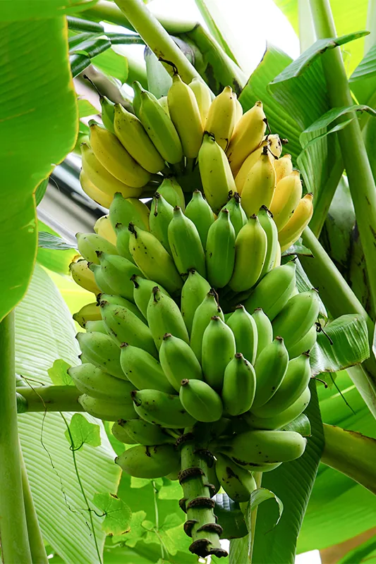 কলা