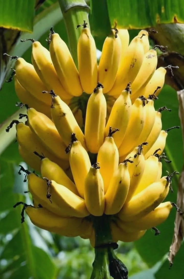 Fresh and organic banana