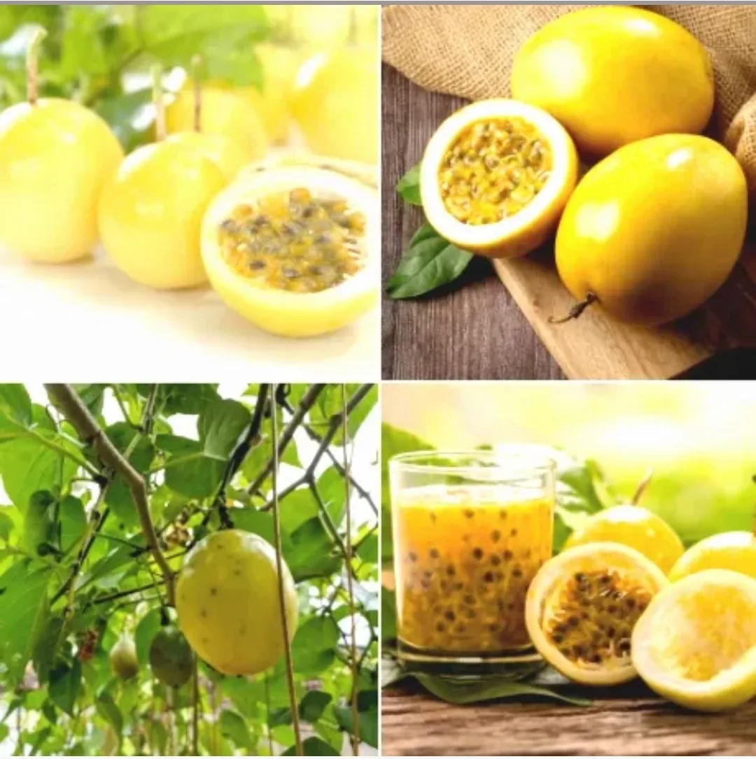 Passion Fruit – Fresh & Organic