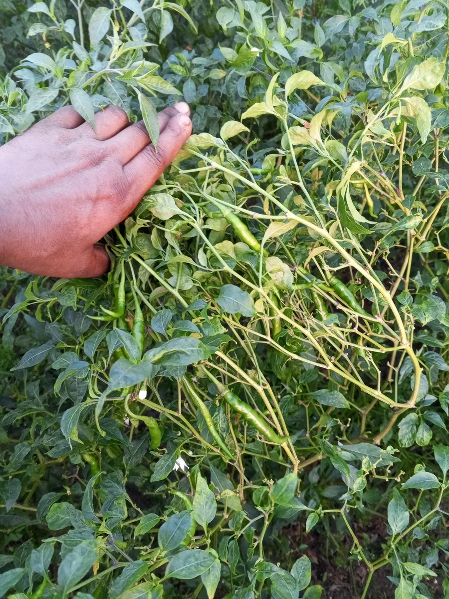 Green chili 🌶️
