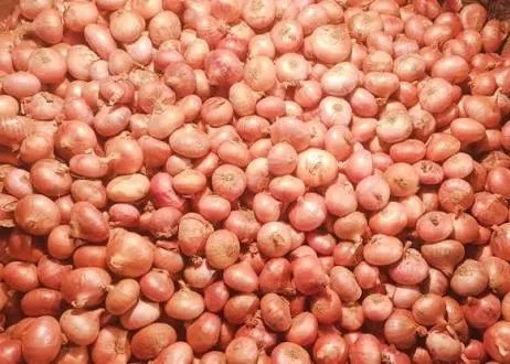 পিঁয়াজ (Onion)