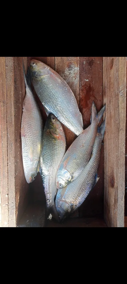 ইলিশ মাছ