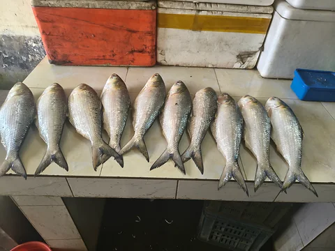 মেঘনার  রুপালি ইলিশ