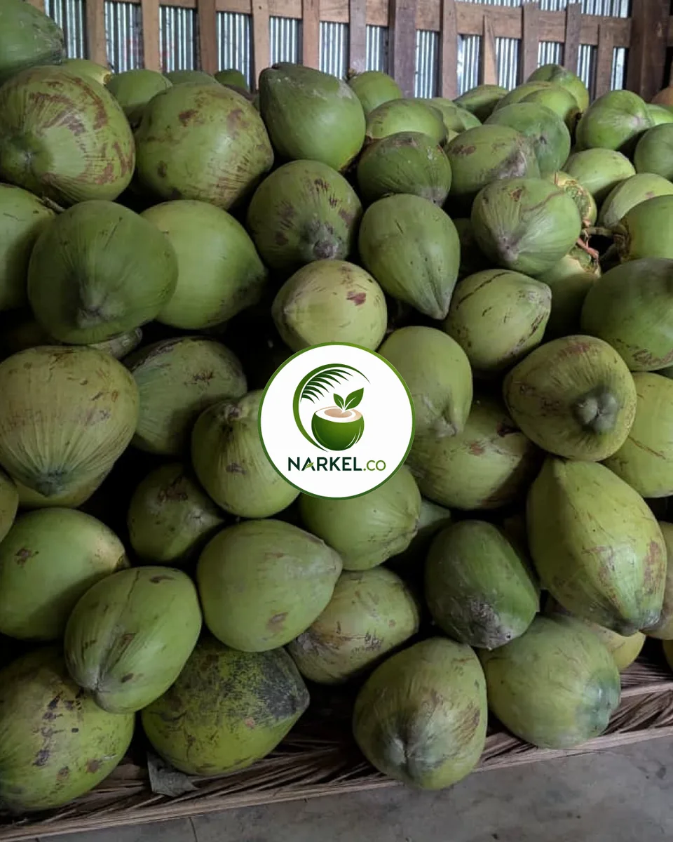 বরিশালের ফ্রেশ ডাব