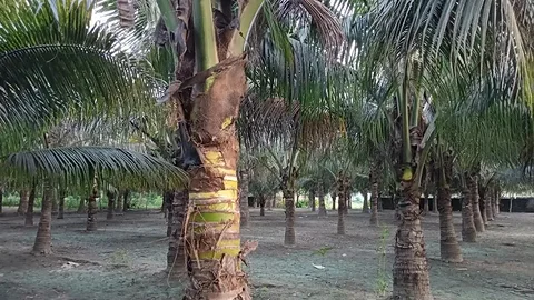 Coconut