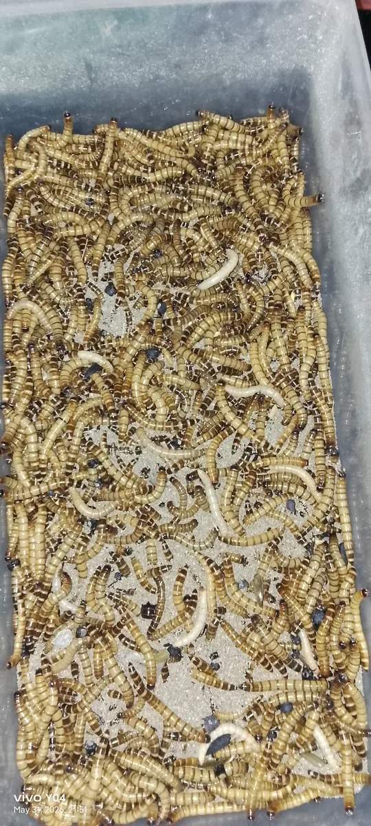 জিবন্ত বিটল লার্ভা