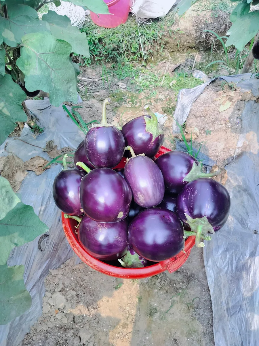 চরের বেগুন,সিজনাল টমেটো