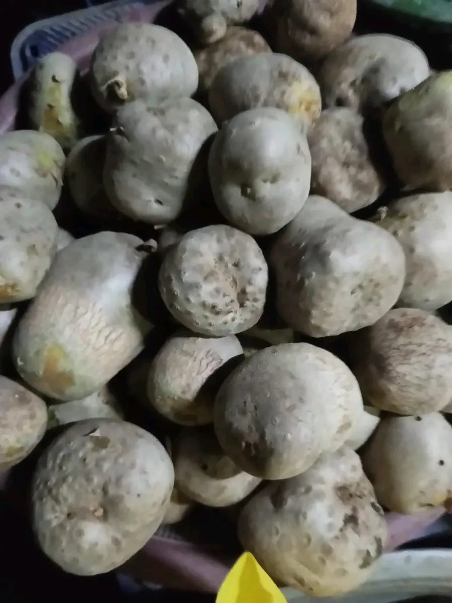 পেস্তা আলু