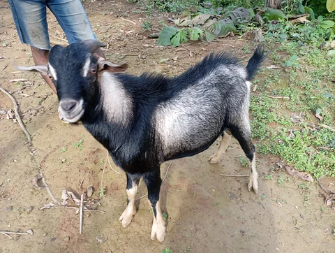 ছাগল