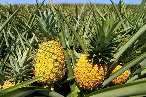 pineapple