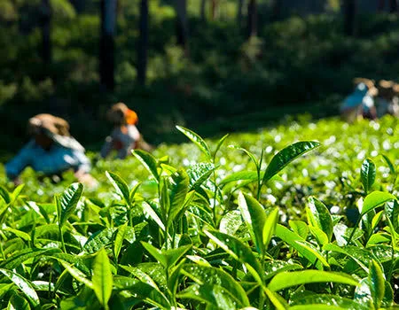 Sylheti Tea