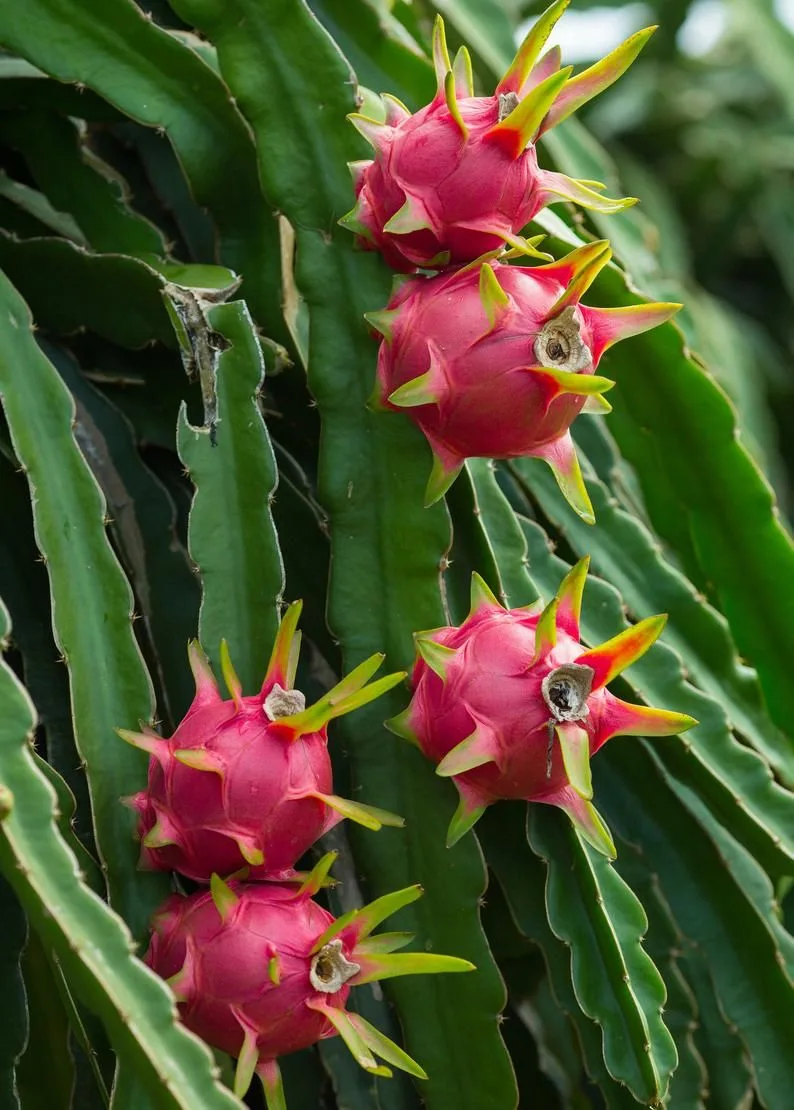 Homegrown dragon fruit