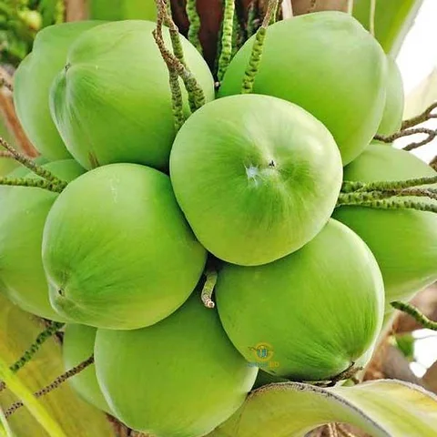 ফ্রেশ ডাব