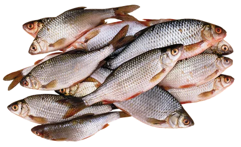 Fish