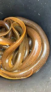 ell Fish