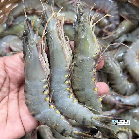 কোয়ালিটি চিংড়ি মাছ