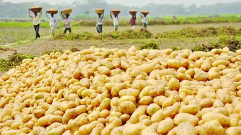 মুন্সিগঞ্জের আলু