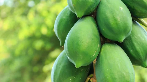 Homegrown Raw papaya