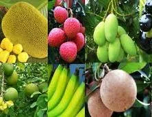 ফলমূল