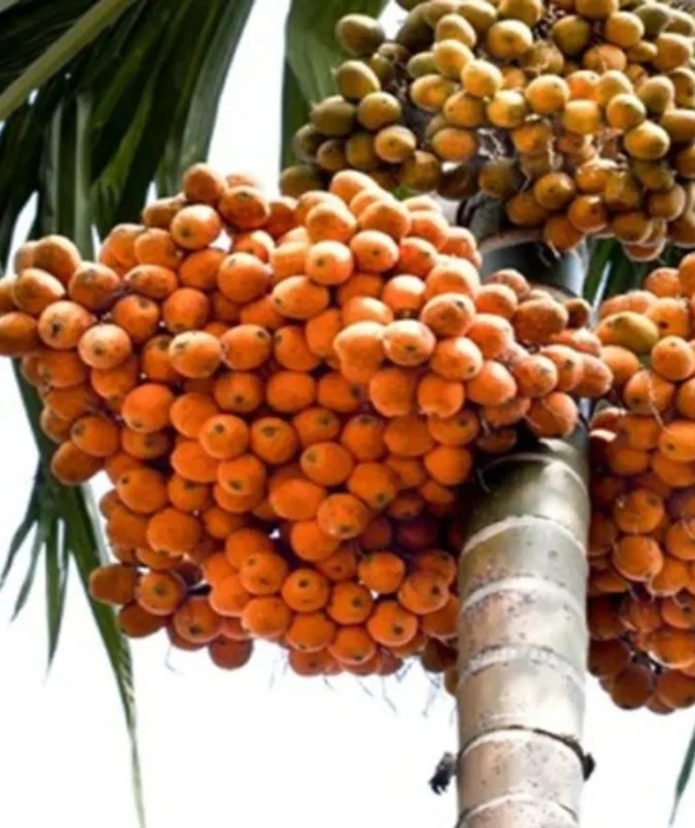 Ripe betel nut/Raw betel nut